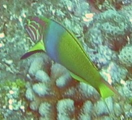 Sunset Wrasse, intermediate phase