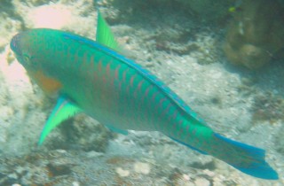 Surf Parrotfish