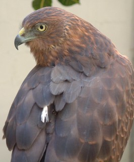 A larege soaring bird over Fiji is likely to be the Swamp Harrier