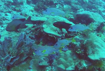Sweetlips and large reef fish with plate coral