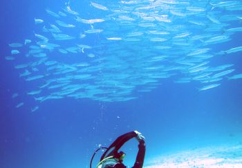 Pick-handle Barracuda swirl above diver, Raja Ampat