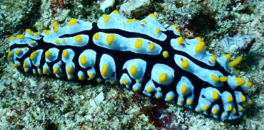 A Swollen Phyllidia with tiny red crabs on its back