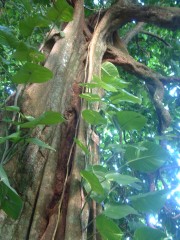 The "mape" or Tahitian chestnut is one of the primary forest trees.