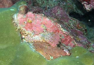 This Scorpionfish has turned pink to match the coral behind him
