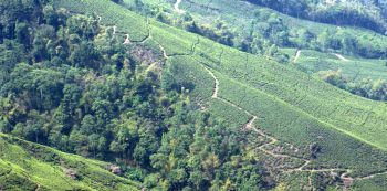 Tea fields below Darjeeling