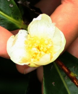 The delicate flower of the tea plant
