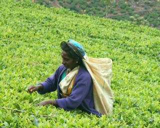 A tea picker at Dambatenne Factory