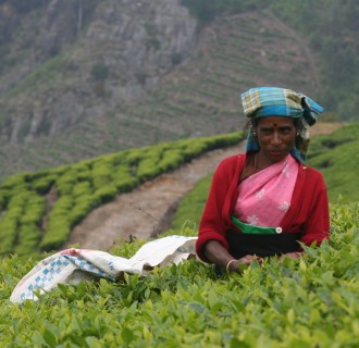 A woman picking tea leaves at a Sri Lankan plantation