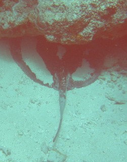 The back half of a thorny stingray protrudes from the coral