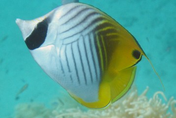 Threadfin Butterflyfish