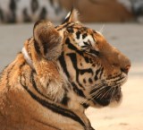 Up close and personal with tigers at the Tiger Temple, Thailand