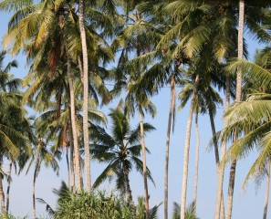 Lines of the toddy tappers high in the trees