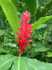 Beautiful torch ginger breightens the dark forest on Tahiti.