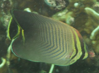 The Triangular Butterflyfish, Thailand