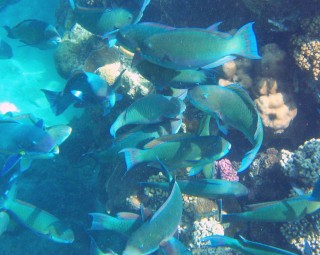 A harem of Tricolor Parrotfish 