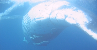 White underbelly, with Remoras