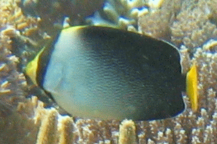 Vermiculated Angelfish, Komodo National Park, Indonesia