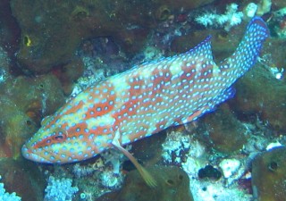 Vermillion Rock Cod Cephalopholis miniata