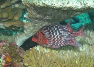 Violet Squirrelfish under plate coral