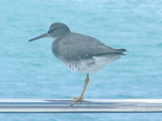 A Wandering Tattler rests on one leg on Ocelot's rail.