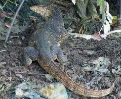 Six-foot (1.8 mt) water monitor lizard, Penang Island, Malaysia