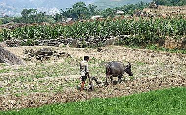 Fields are still plowed with water buffalo & wooden plows