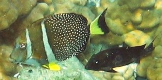 White-Spotted Surgeonfish Acanthurus guttatus