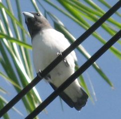 White Breasted Woodswallow Artemus leucorynchus