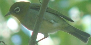 The gregarious little Layard's White-eye, photographed near Suva, Fiji.