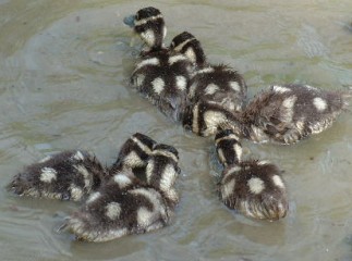 Ducklings in a farm pond. Probably white-faced whistling ducks.