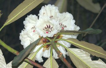 Spring blooming rhododendron on the trail