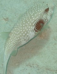 White Spotted Puffer