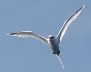 White-tailed Tropicbird at sea. By Amanda