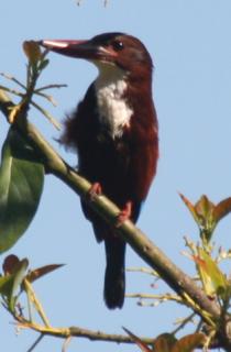 White Throated (Breasted) Kingfisher