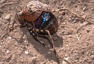 A large, unidentifed bug, Snowy Mountains