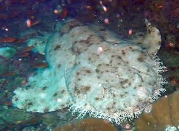 The business end of a Tasseled Wobbegong