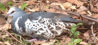 Wonga pigeon on leaves near the beach