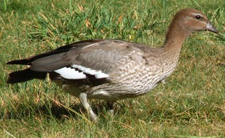 Female Wood Duck