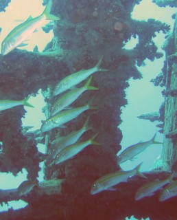 Yellowfin Goatfish school around the cargo ship wreck.