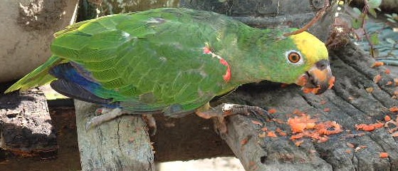 Yellow-headed parrot. This one on the farm by the river.