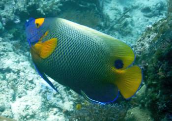 Yellow Masked Angelfish, Frewin, Raja Ampat