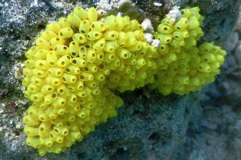 A colony of yellow tunicates on Tanimbar reef.