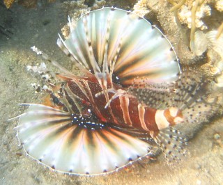 Lovely, but venomous Zebra Lionfish in Indonesia