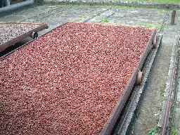 Outside drying racks for cocoa beans