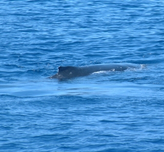 Whale's footprint on the surface