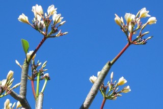 Frangipani Plumeria spp. shows its fleshy branches and white and yellow, fragrant, flowers.