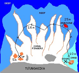 Dive profile of Kimmie's Reef