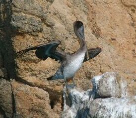 Brown Pelican drying his wings