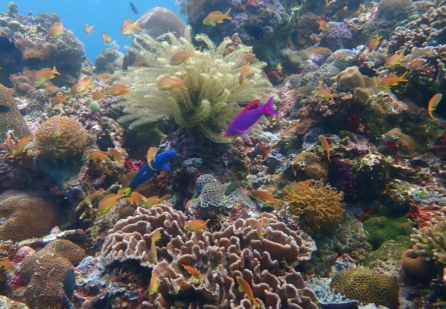 Wonderful snorkeling and diving